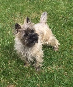 cairn terrier