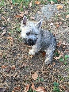 chiot cairn terrier