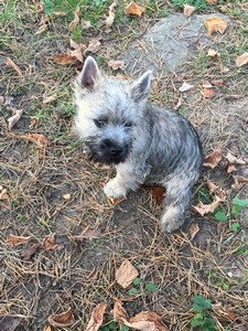 chiot cairn terrier