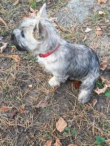 chiot cairn terrier