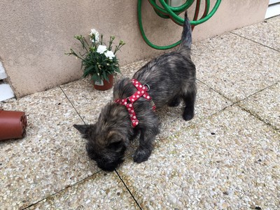 chienne cairn terrier