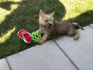 chiot cairn terrier