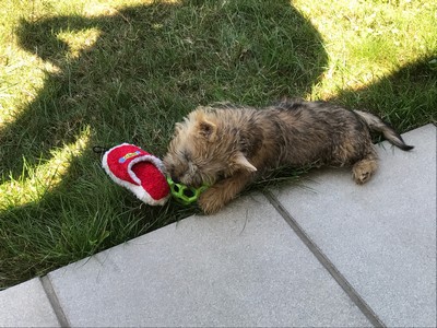 chiot cairn terrier