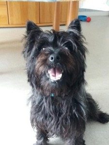 cairn terrier