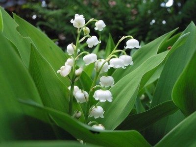 Le jour du muguet