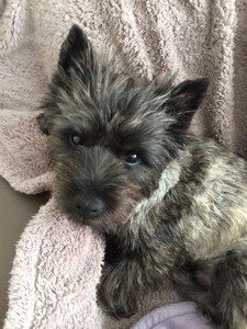 cairn terrier