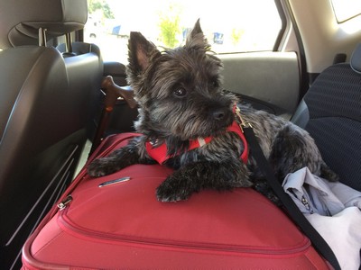 cairn terrier