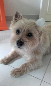  cairn terrier