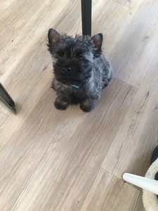 chiot cairn terrier