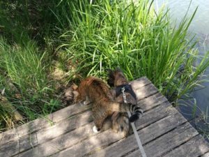 chiot cairn terrier