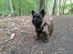 cairn terrier