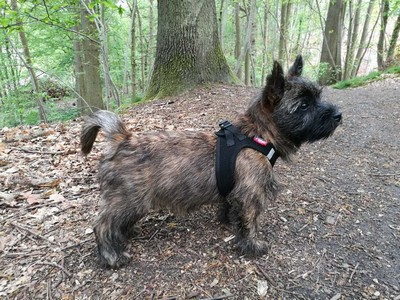 cairn terrier