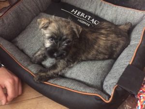 chiot cairn terrier