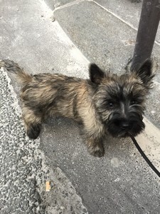 chiot cairn terrier