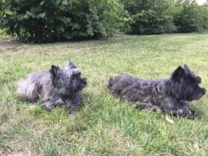 cairn terrier