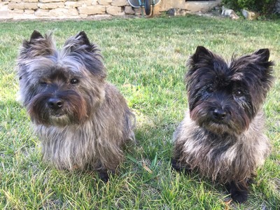 cairn terrier