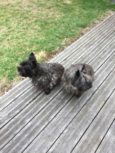 cairn terrier