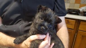 chiot cairn terrier