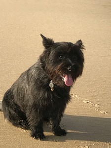 cairn terrier