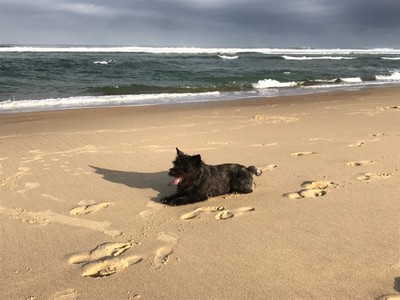 cairn terrier