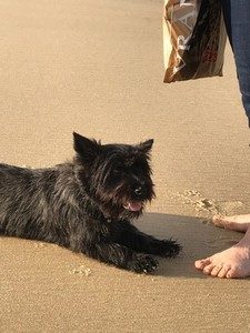 cairn terrier