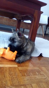 chiot cairn terrier