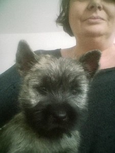 chiot cairn terrier