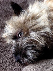 Oeil de cairn terrier