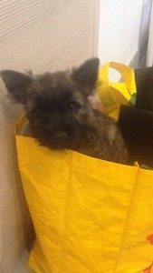 chiot cairn terrier