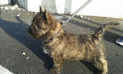 chiot cairn terrier