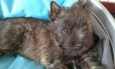 chiot cairn terrier