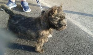 chiot cairn terrier