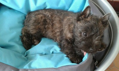 chiot cairn terrier