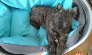 chiot cairn terrier