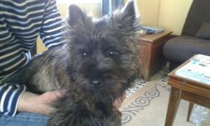 cairn terrier