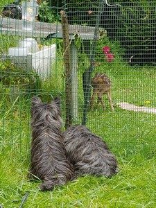 cairn terrier femelle