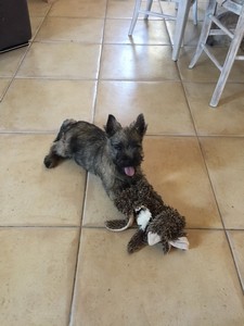 chiot cairn terrier