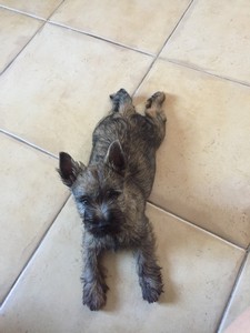 chiot cairn terrier