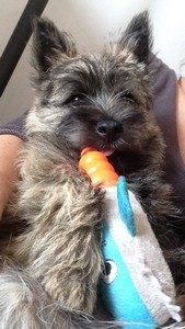 chiot cairn terrier