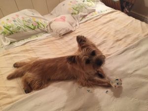 cairn terrier