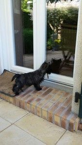 chiot cairn terrier