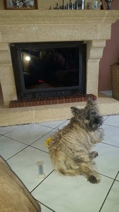 chiot cairn terrier