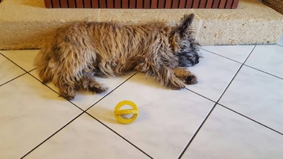 chiot cairn terrier