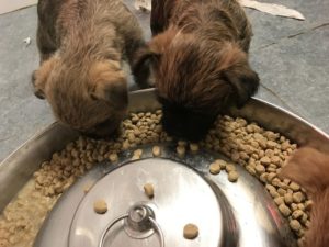 chiot cairn terrier de lady