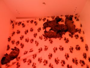 chiot cairn de 12 jours