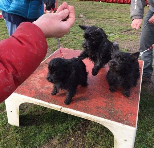 A l'école des chiots