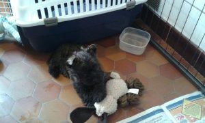 Murphy de la terrardiere
