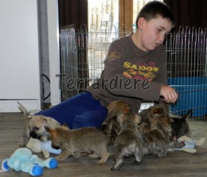 chiot cairn terriere