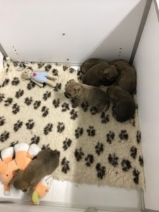 chiot cairn terrier 1 mois