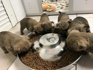 chiot cairn terrier 1 mois